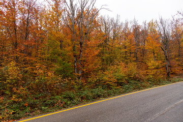 Asphalt road in the autumn forest.