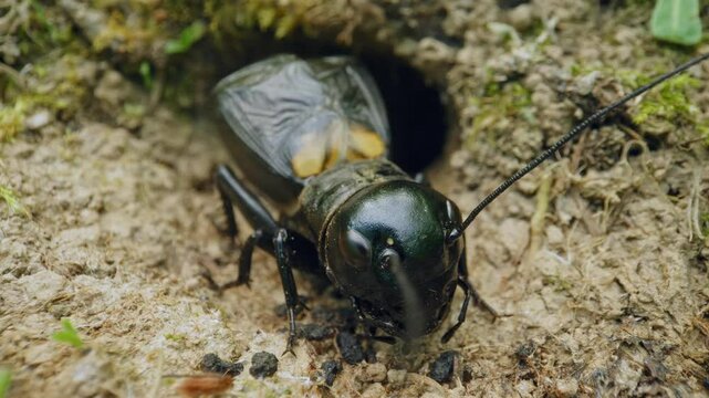 Field cricket (Gryllus campestris) sound, insect stridulating at the burrow