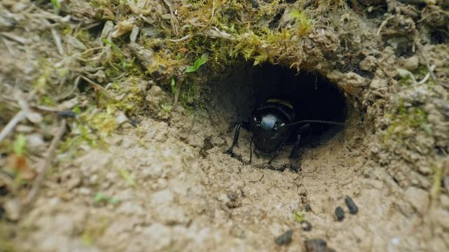 Field cricket (Gryllus campestris) sound, insect stridulating at the burrow