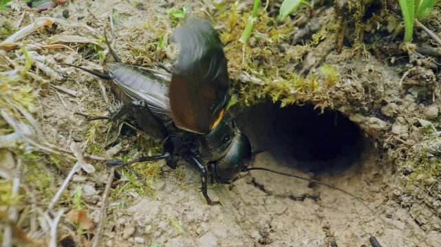Field cricket (Gryllus campestris) sound, insect stridulating at the burrow