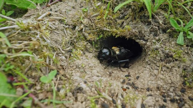 Field cricket (Gryllus campestris) sound, insect stridulating at the burrow