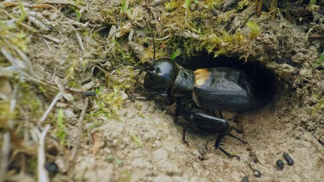 Field cricket (Gryllus campestris) sound, insect stridulating at the burrow