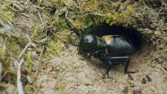 Field cricket (Gryllus campestris) sound, insect stridulating at the burrow
