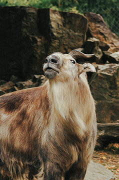 Sichuan takin posing for pictures