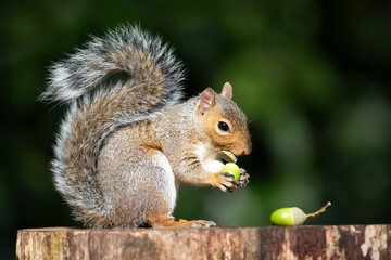 Portrait of a grey squirrel eating acorn on a tree stump in autumn