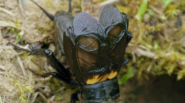 Field cricket (Gryllus campestris) sound, insect stridulating at the burrow