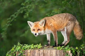 Portrait of a red fox standing on a tree stump in a forest