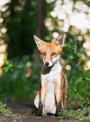Fototapeta premium Portrait of a cute red fox cub in a forest