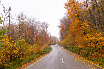 Asphalt road in the autumn forest.