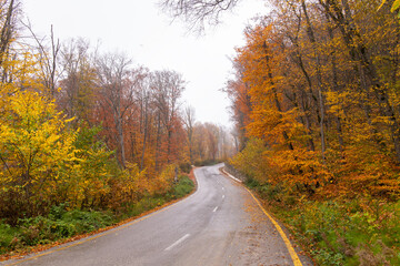Asphalt road in the autumn forest.