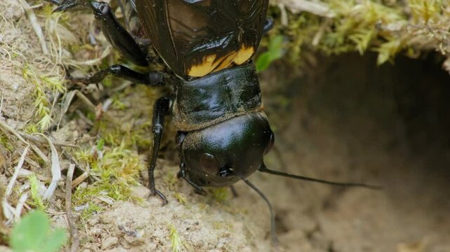 Field cricket (Gryllus campestris) sound, insect stridulating at the burrow