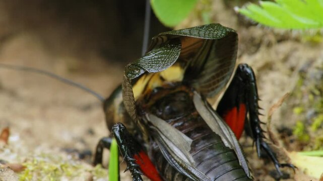 Field cricket (Gryllus campestris) sound, insect stridulating at the burrow