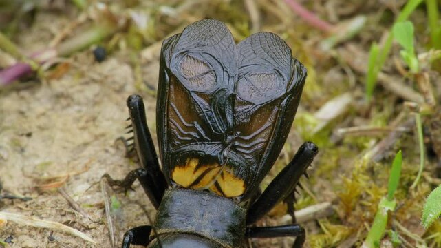 Field cricket (Gryllus campestris) sound, insect stridulating at the burrow