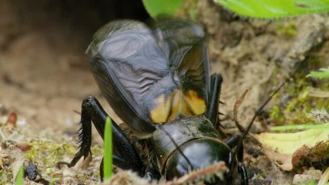 Field cricket (Gryllus campestris) sound, insect stridulating at the burrow
