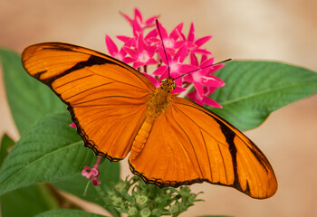 Dryas iulia butterfly