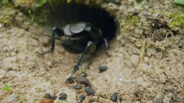 Field cricket (Gryllus campestris) stridulating and defecating