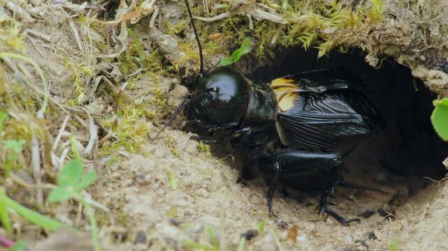 Field cricket (Gryllus campestris) sound, insect stridulating at the burrow