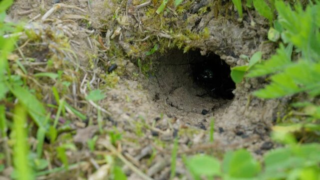 Field cricket (Gryllus campestris) sound, insect stridulating at the burrow