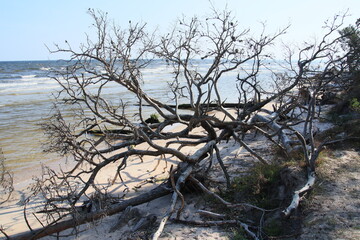 tree on the beach