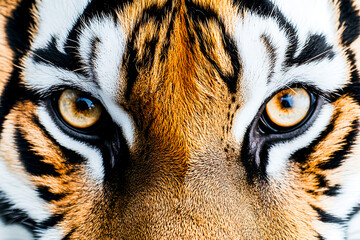 Tiger's Intense Gaze