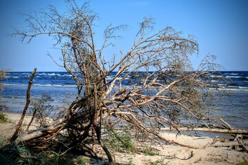 dead tree on the beach