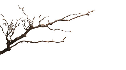 Obraz premium Branch of tree isolated on transparent background