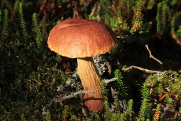 mushroom in the forest