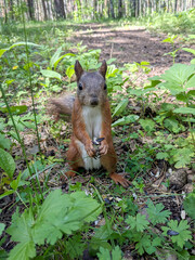 Red squirrel in the forest there are seeds