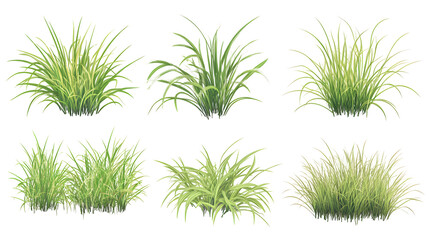 Set of Grass plant green lawn isolated on transparent background