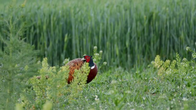 Common pheasant (Phasianus colchicus) walking in the field, bird in meadow
