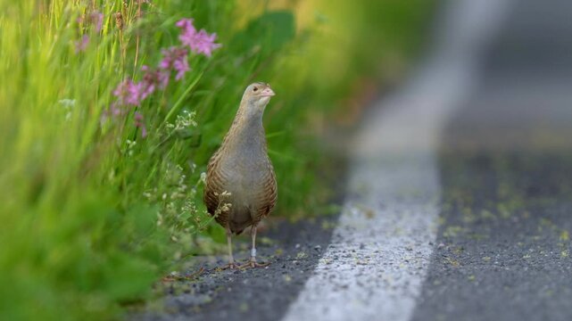 Corncrake (Crex crex) mating call, bird calling on the road