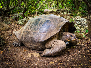 Giant tortoises on the Galapagos Islands