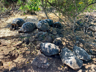 Giant tortoises on the Galapagos Islands