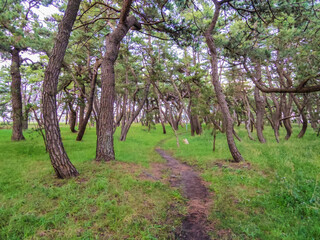 Fototapeta premium 【北海道】函館市・湯川黒松林