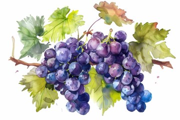 Fototapeta premium watercolor grape beautiful fruit with leaves,white background