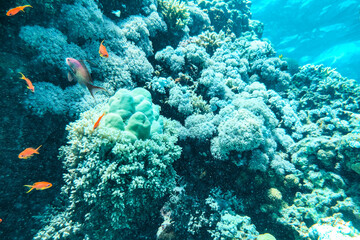 Coral Reef at the Red Sea,Egypt. coral yellow fish