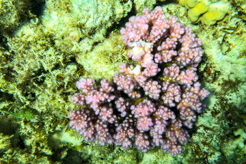 coral in the red sea in the shape of a heart