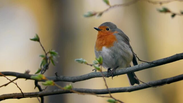 European robin (Erithacus rubecula) song, bird singing in spring forest