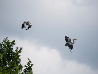 Herons in flight