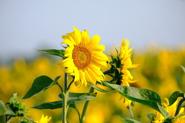 Słonecznik na tle nieba © topolinskimm