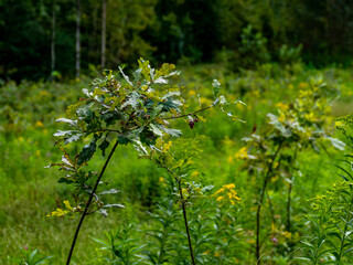 Wiederaufforstung nach Abholzung im Mischwald