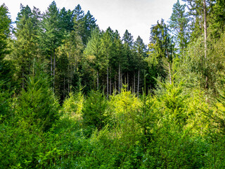 Fototapeta premium Wiederaufforstung nach Abholzung im Mischwald