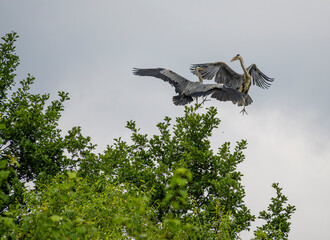 Herons in fight 