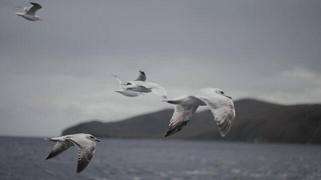 flying seagulls on Lake Baikal grab food, The nature of Lake Baikal in Siberia