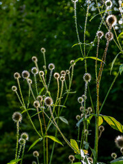 Silberdisteln im Gegenlicht