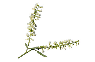Flowers of a white sweetclover (Melilotus albus) plant