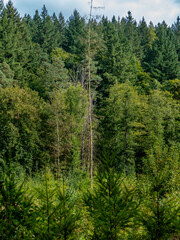 Wiederaufforstung nach Abholzung im Mischwald