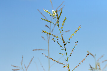White sweetclover (Melilotus albus) plant at the edge of a farming land in Mediterranean natuture in autumn