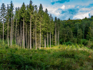 Wiederaufforstung nach Abholzung im Mischwald
