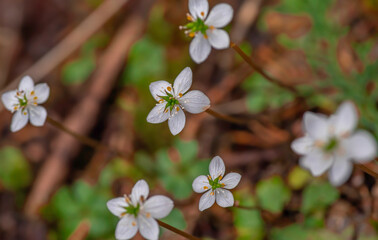 日本の兵庫県の山に咲くバイカオウレン